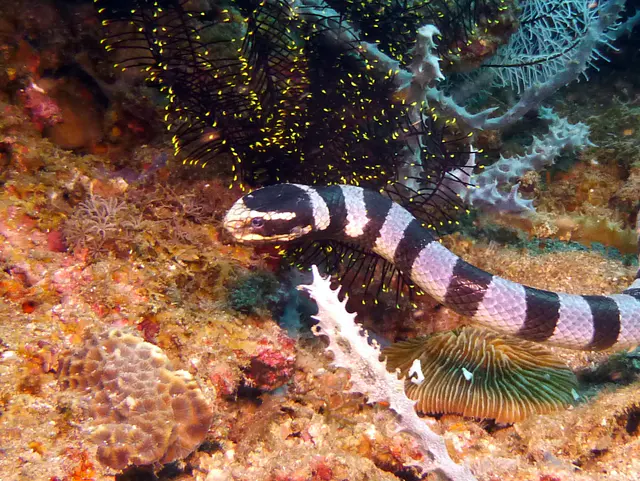 Underwater photograph by Joel Bergsma
