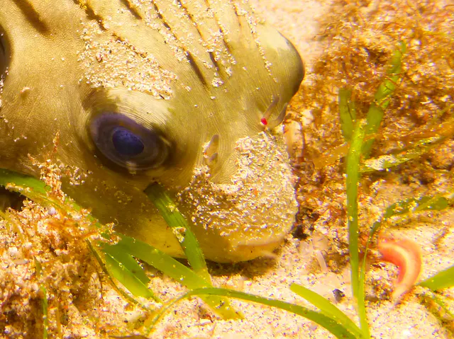 Underwater photograph by Joel Bergsma