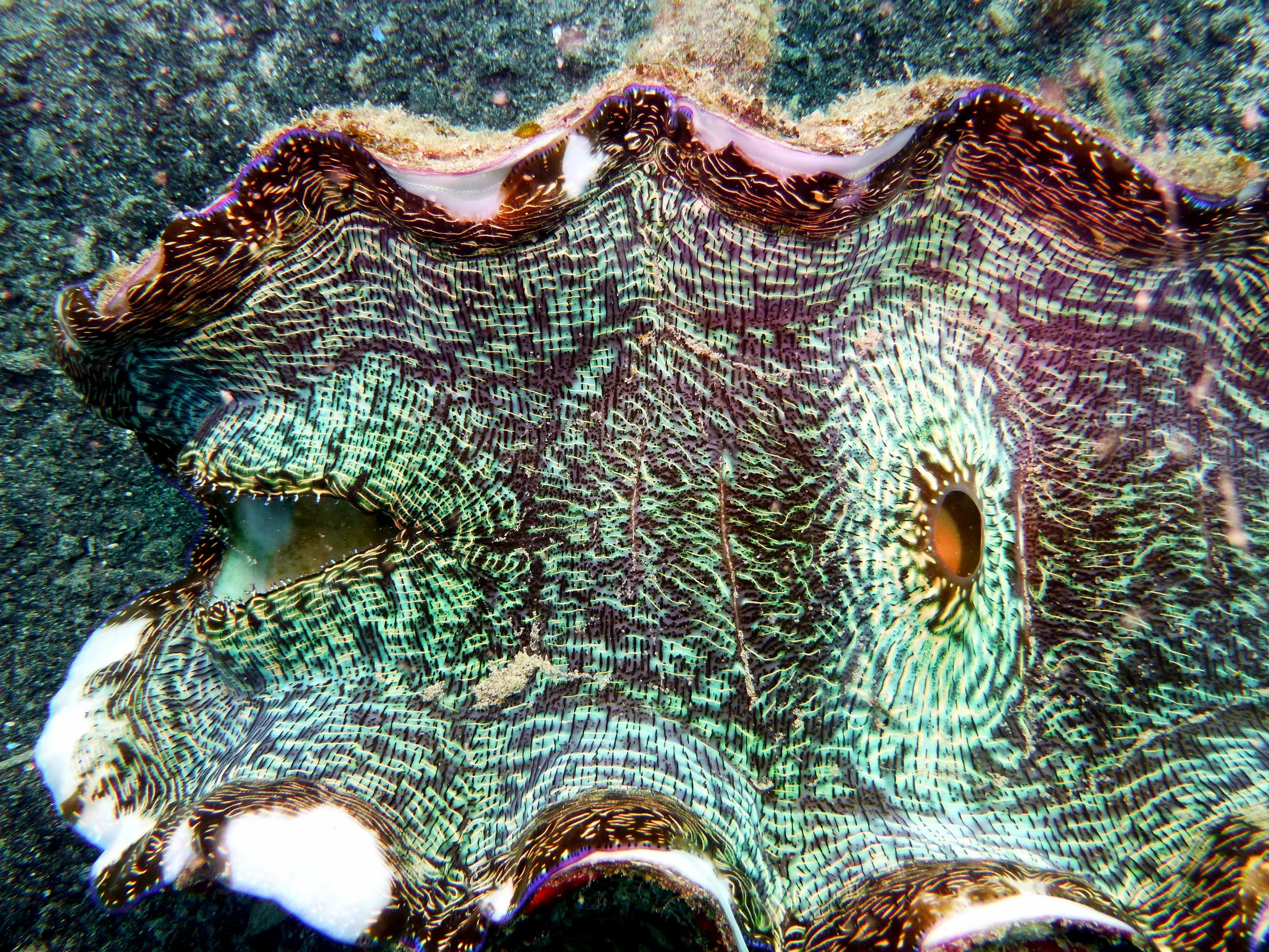Clam, Palau, 2013