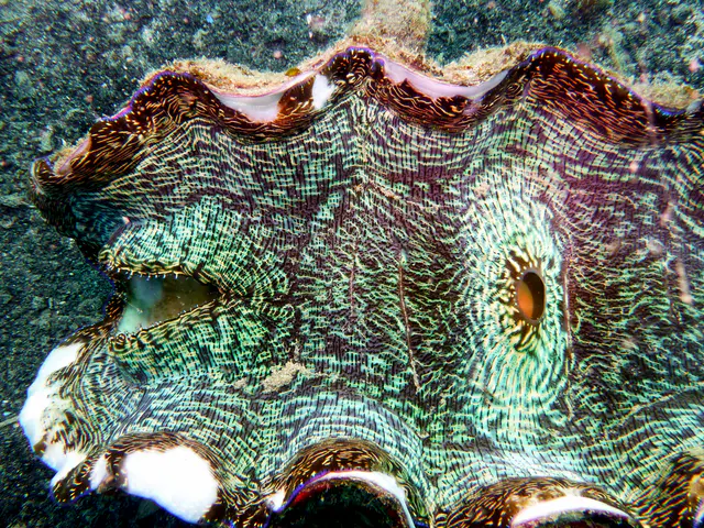 Underwater photograph by Joel Bergsma