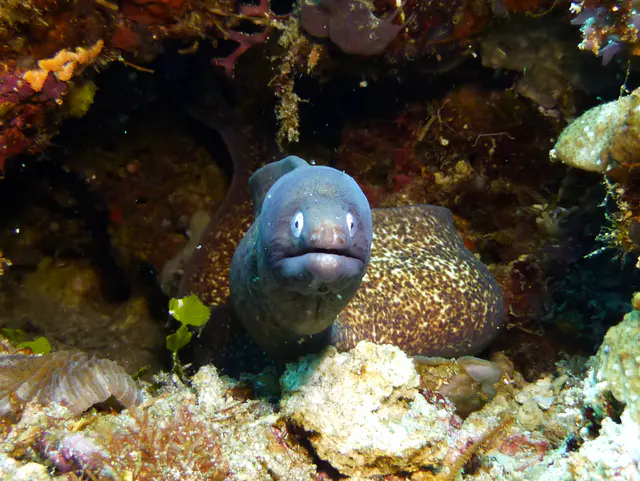 Underwater photograph by Joel Bergsma