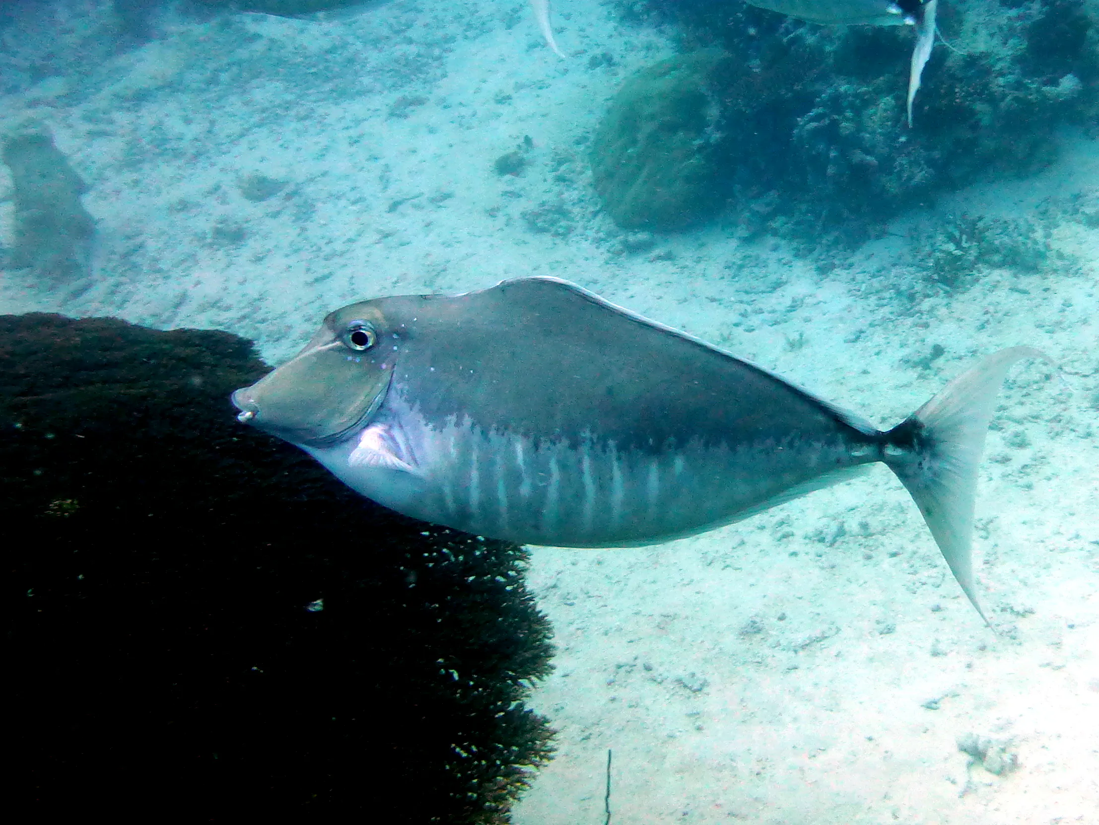 Unicornfish