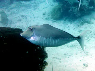 Unicornfish