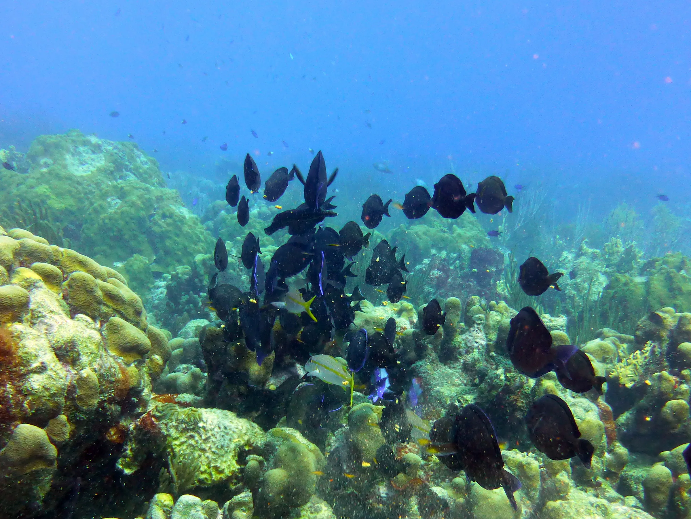 Surgeonfish, Bonaire, 2013