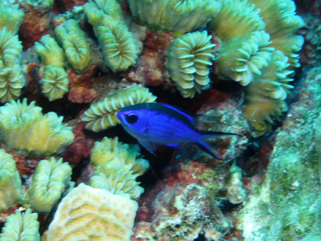 Underwater photograph by Joel Bergsma
