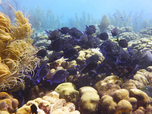 Underwater photograph by Joel Bergsma
