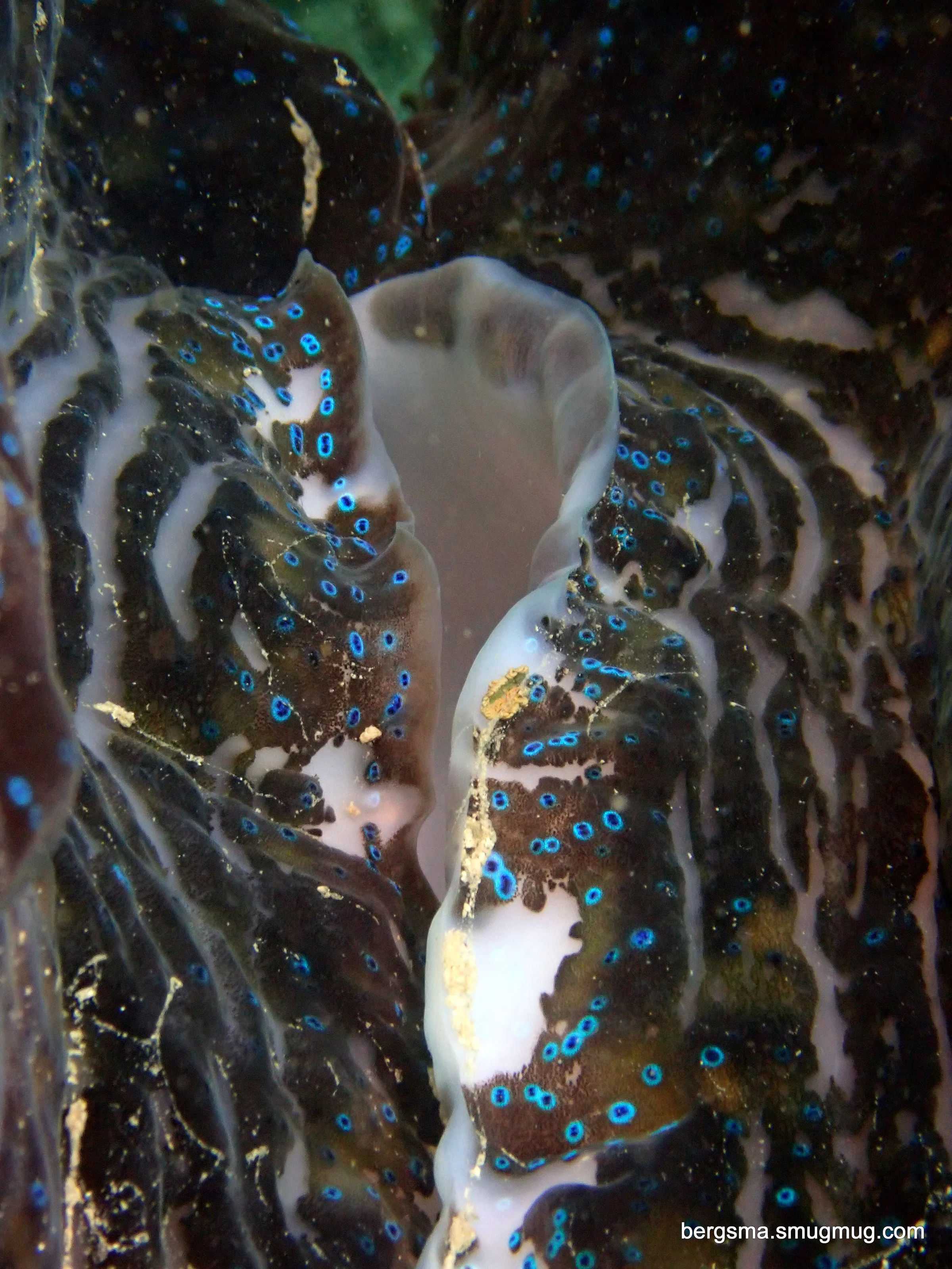 Philippines underwater photograph, 2022