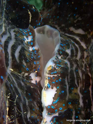 Underwater photograph by Joel Bergsma