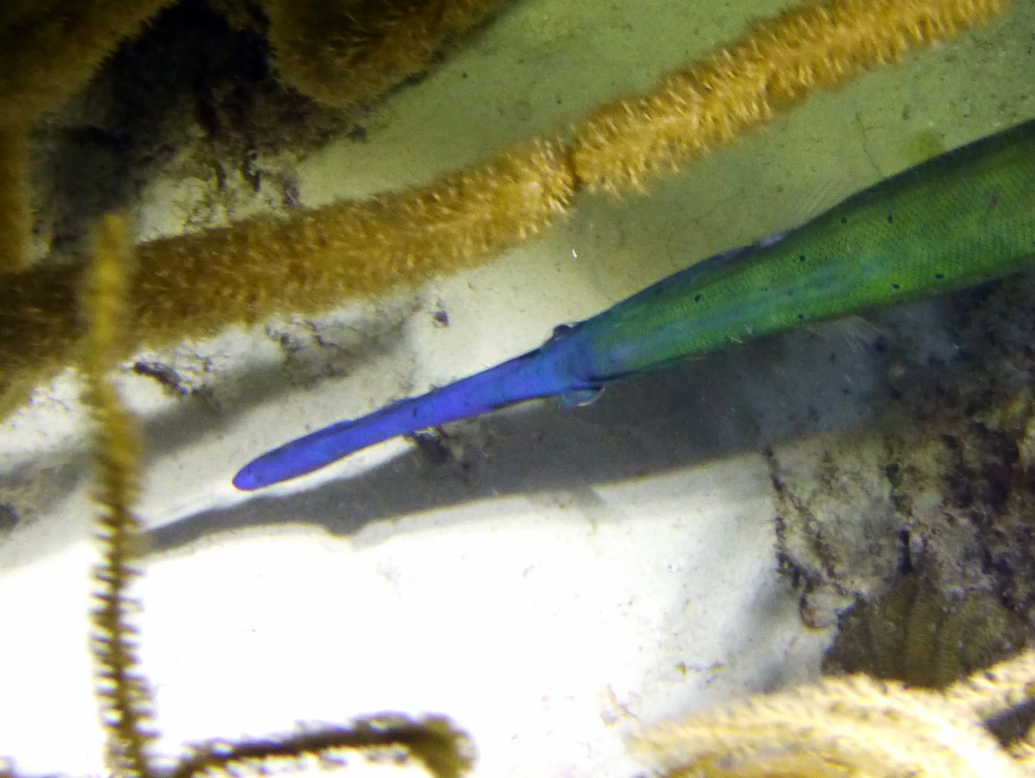 Trumpetfish, Bonaire, 2013