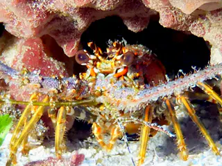 Underwater photograph by Joel Bergsma