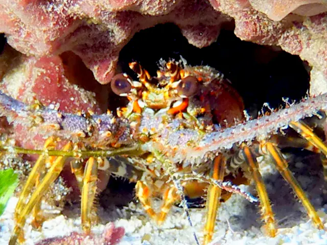 Underwater photograph by Joel Bergsma