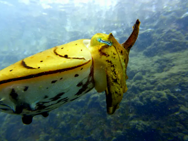 Underwater photograph by Joel Bergsma