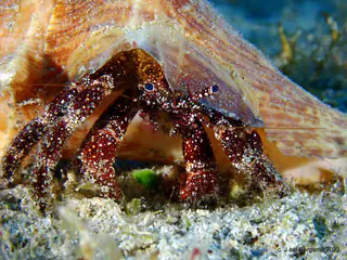 Underwater photograph by Joel Bergsma
