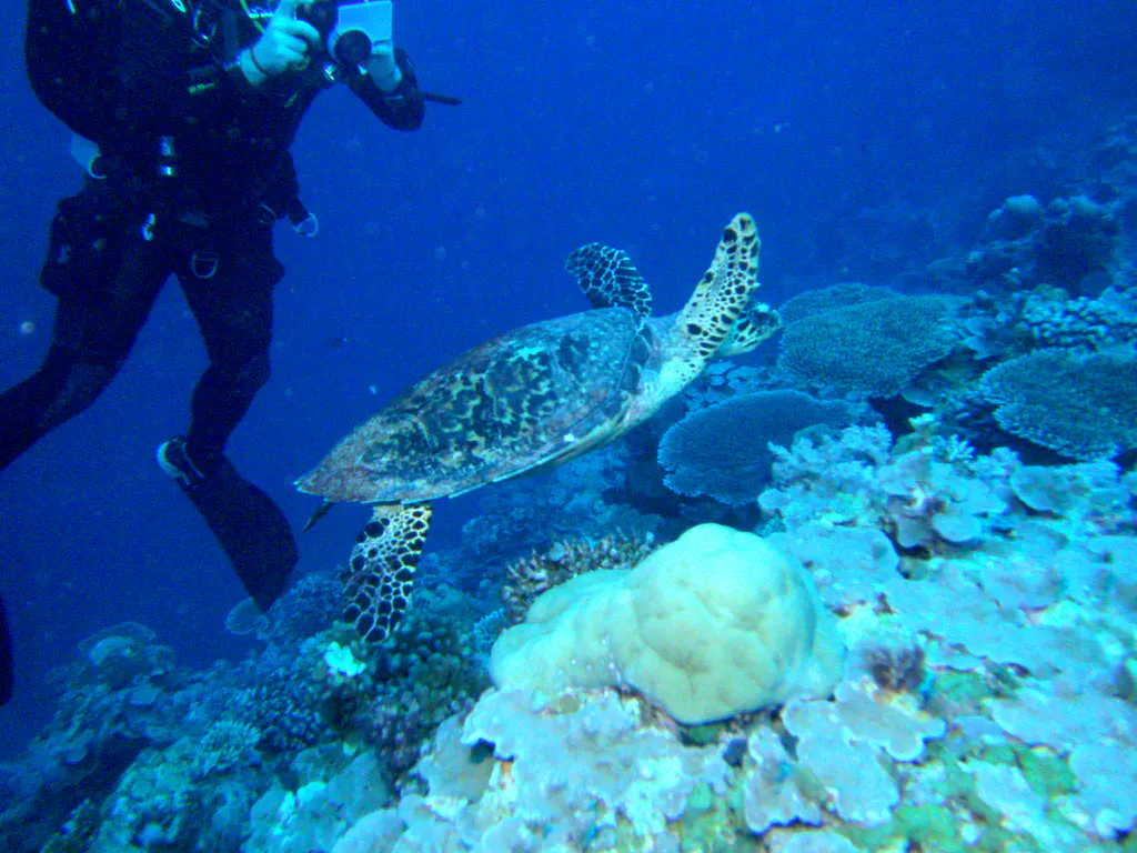 Green Sea Turtle swimming