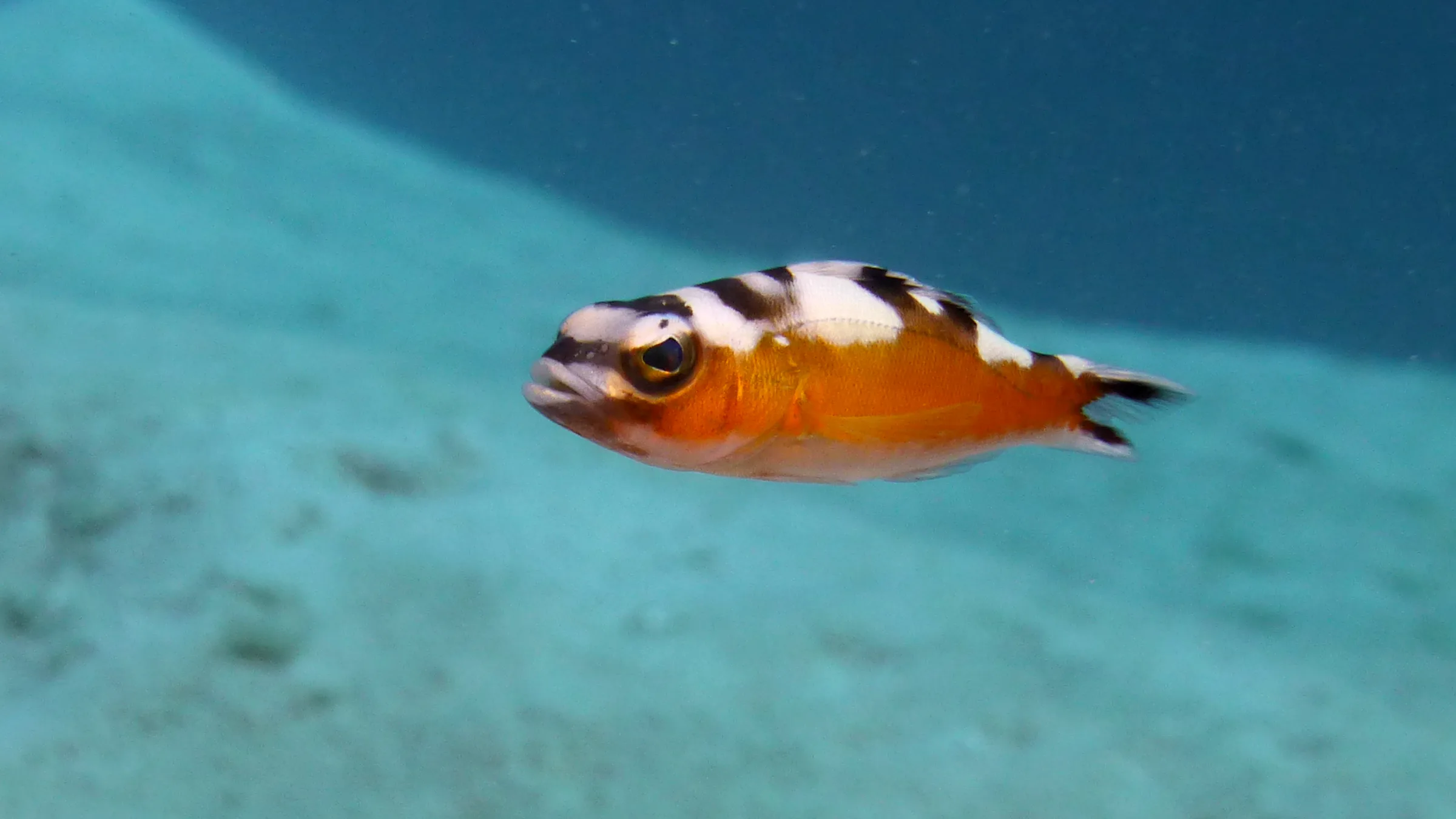 Tobaccofish, Belize, 2017