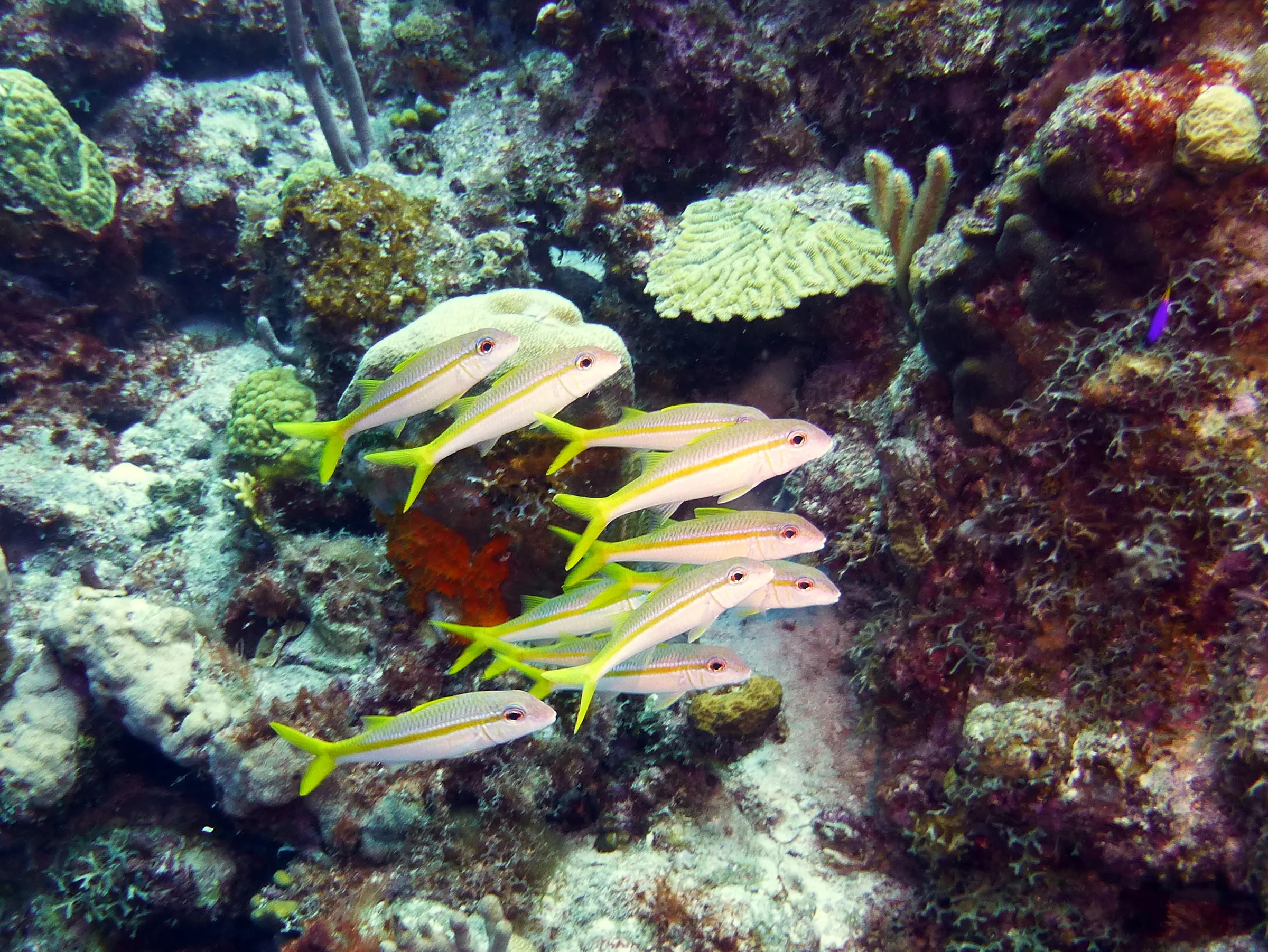 Grunt, Bonaire, 2013