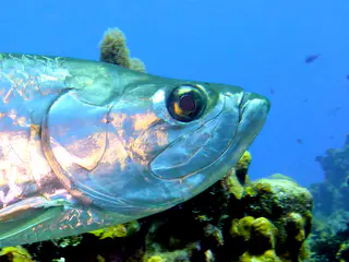 Underwater photograph by Joel Bergsma