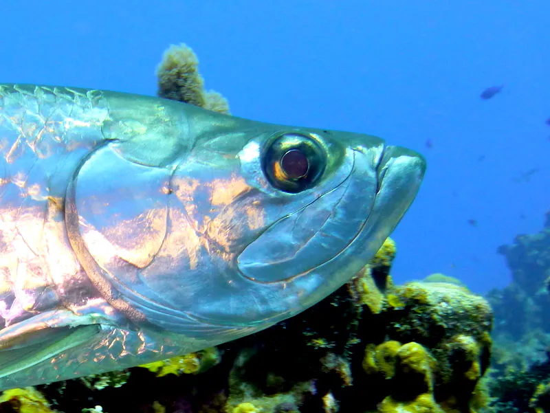 Tarpon, Cayman Islands, 2014