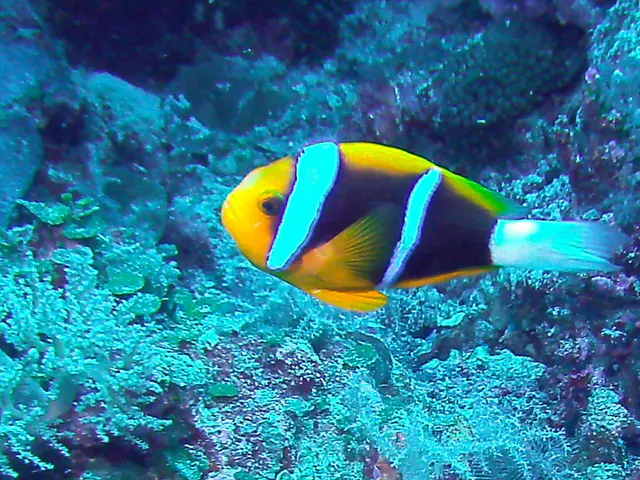 Orange-finned Anemonefish.  See Gerald Allen, et al, Reef Fish Identification - Tropical Pacific (2003) at page 64.
