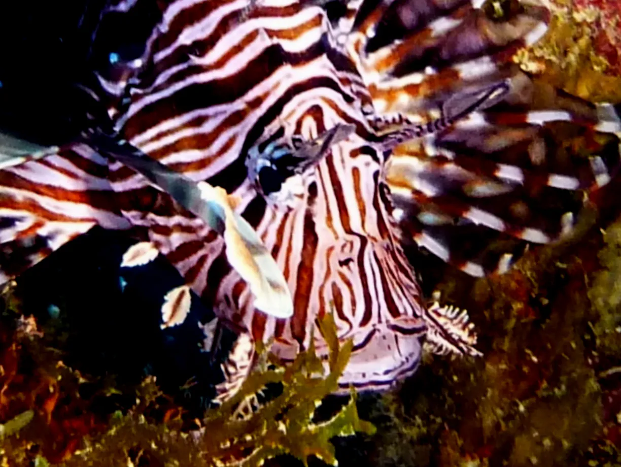 Lionfish, Bonaire, 2013