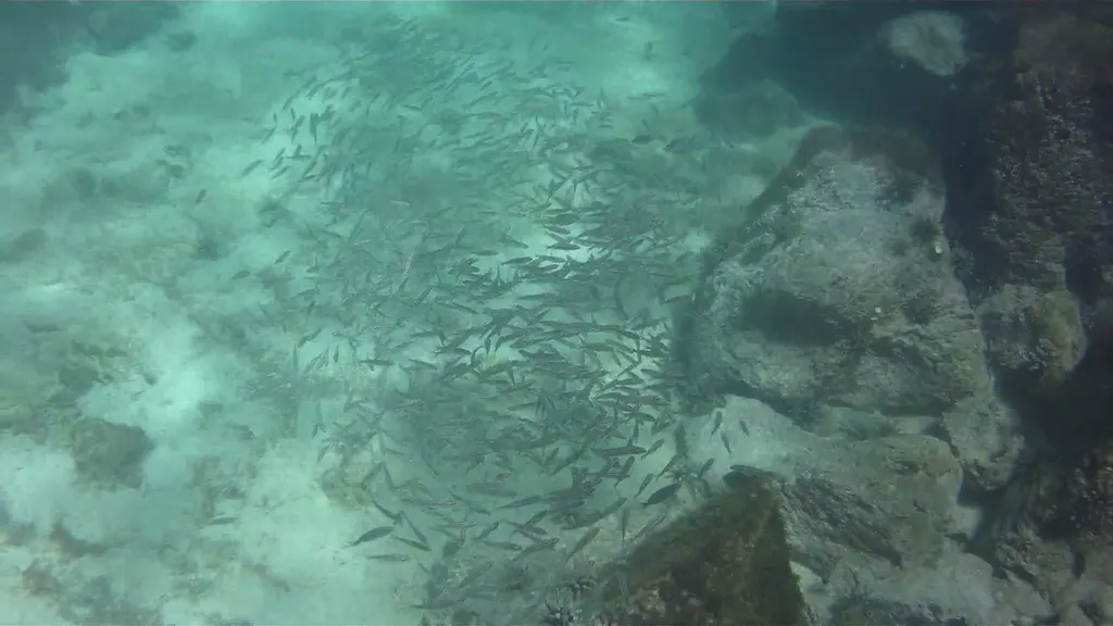 Video - Bumphead Parrotfish,  Yellow tailed Surgeonfish,  Sea Anemonefish.  Parrotfish. Galapagos.  Isla Lobos.    I shot this video while snorkeling with my Intova Sport Pro HD, a camera similar to the Go Pro.