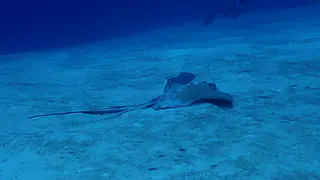 Southern Stingray with Symbiotic Jack