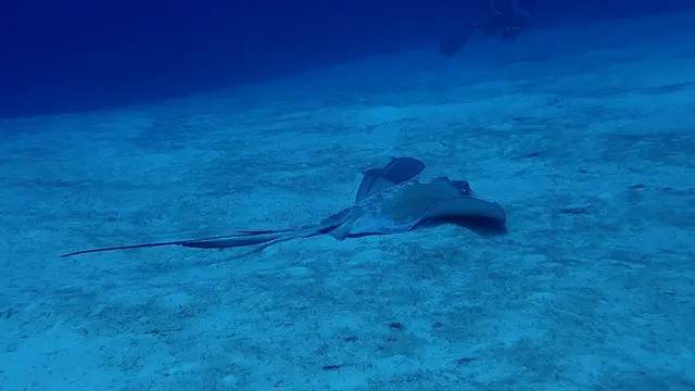 Southern Stingray with Symbiotic Jack
