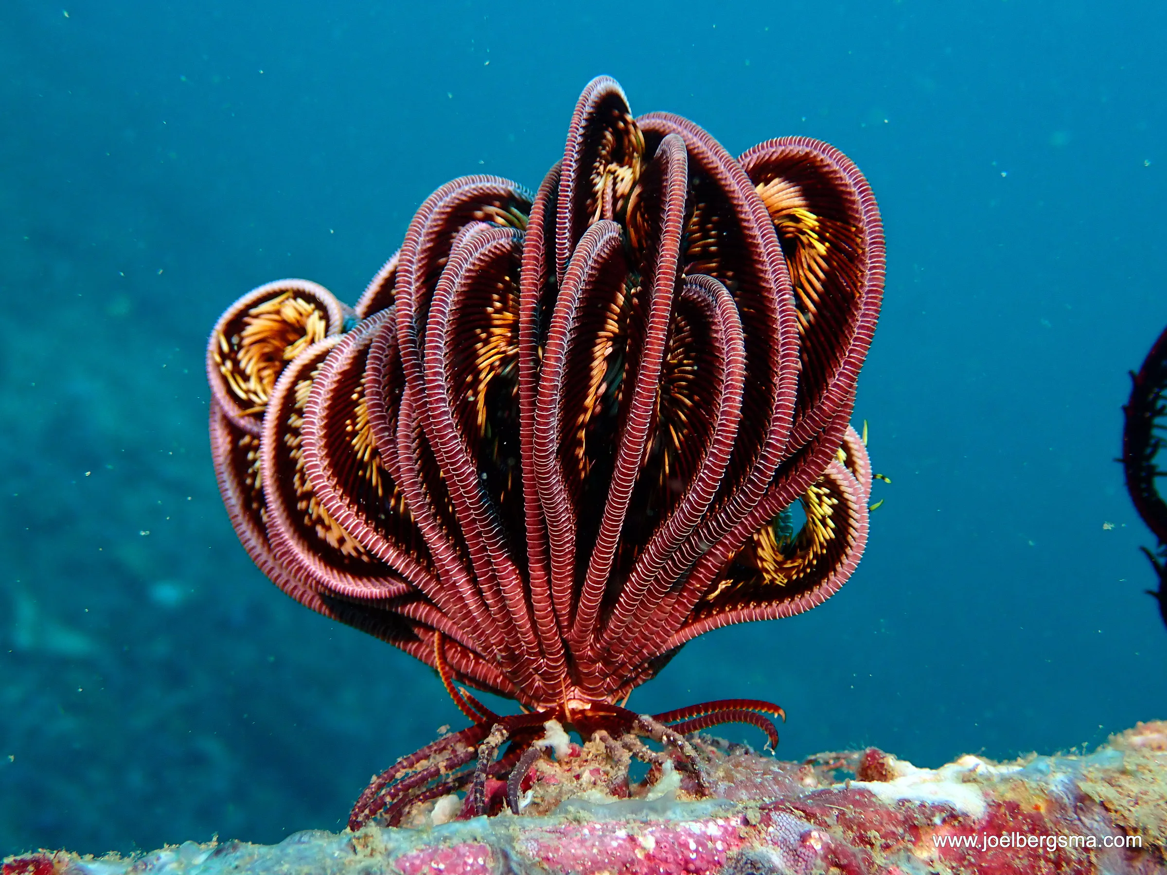 Philippines underwater photograph, 2022