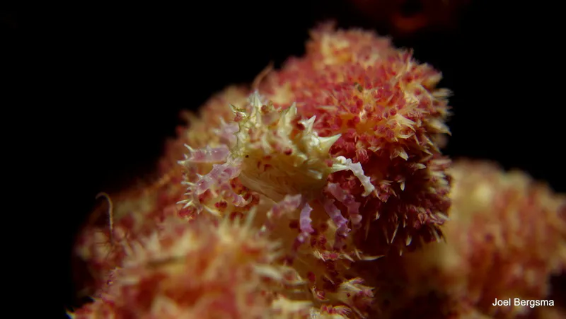Underwater photograph by Joel Bergsma