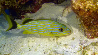 Underwater photograph by Joel Bergsma