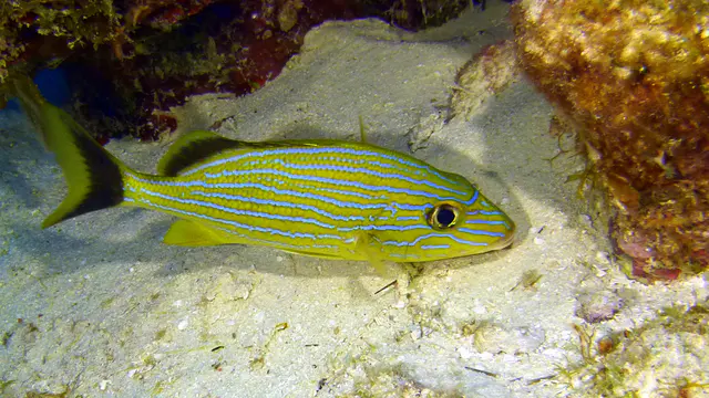 Underwater photograph by Joel Bergsma