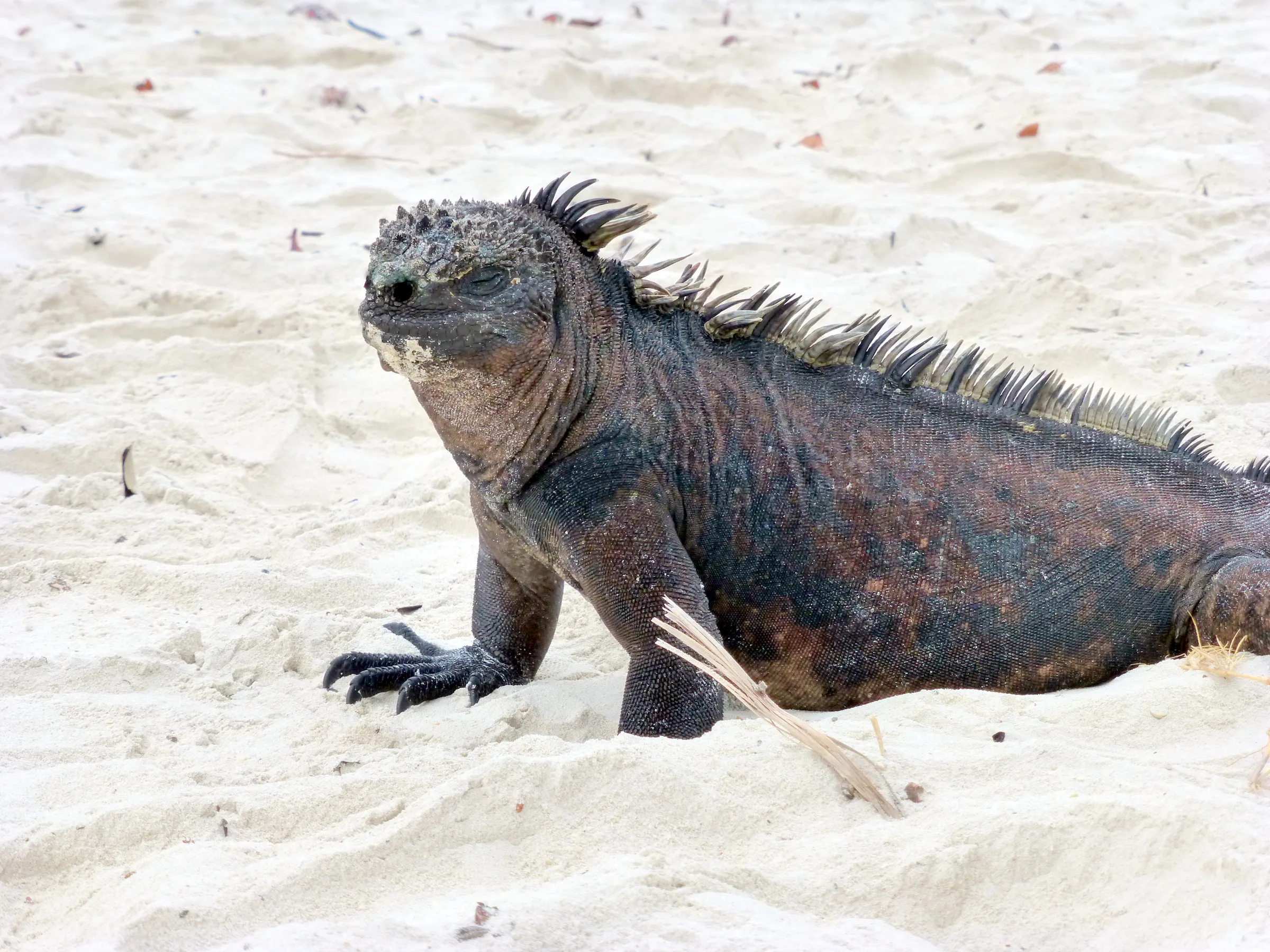 A Marine Iguana, a reptile unique to the Galapagos Islands, basks in the warmth of the sandy beach.