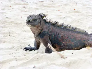 A Marine Iguana, a reptile unique to the Galapagos Islands, basks in the warmth of the sandy beach.