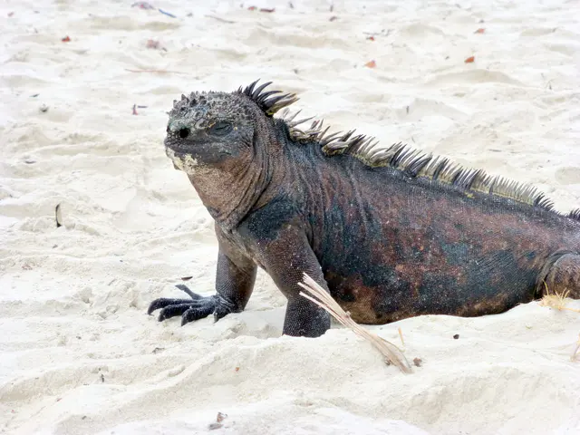 A Marine Iguana, a reptile unique to the Galapagos Islands, basks in the warmth of the sandy beach.