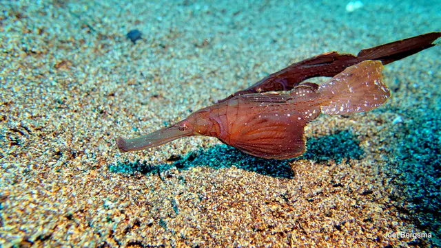 Underwater photograph by Joel Bergsma