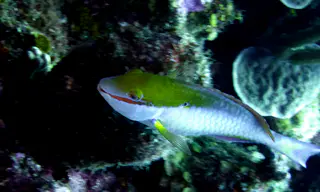 Underwater photograph by Joel Bergsma