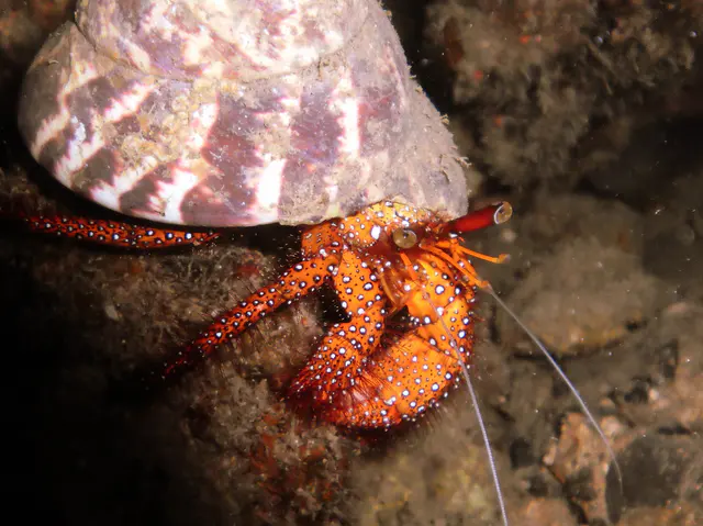 White-Spotted Hermit Crab. See Paul Humann, et al, Reef Creature Identification - Tropical Pacific (2010) at page 162.