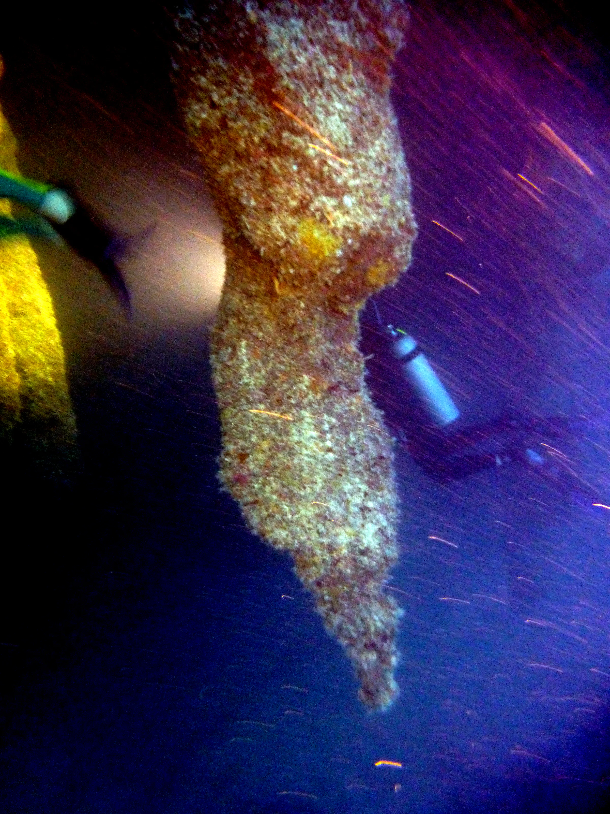 Belize underwater photograph, 2017