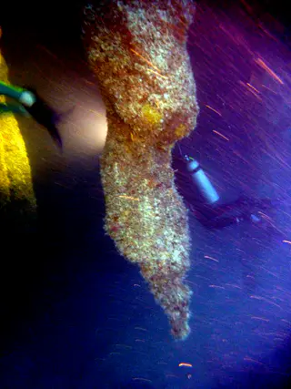 Underwater photograph by Joel Bergsma