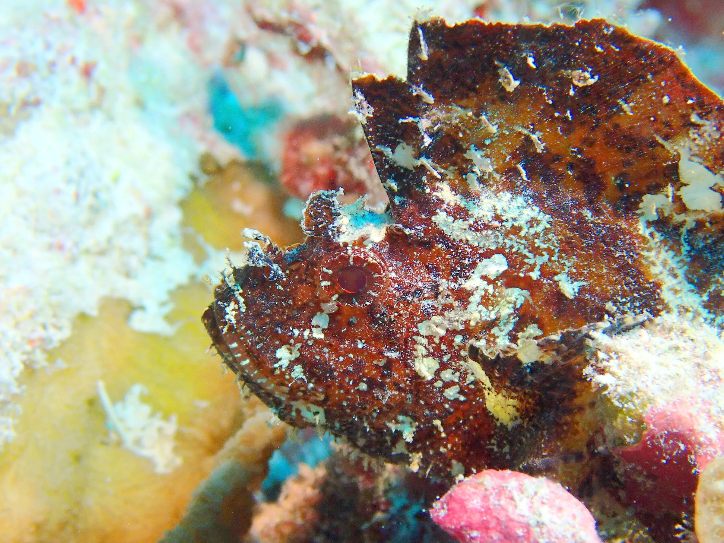 Palau underwater photograph, 2022
