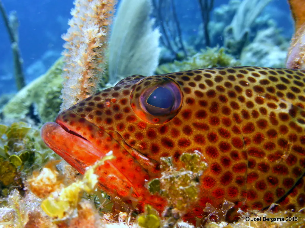 Graysby Grouper, Cayman Islands, 2016