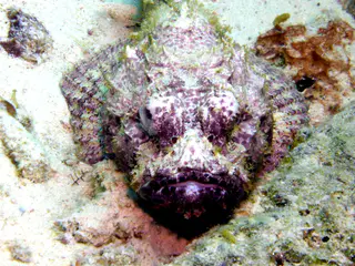 Underwater photograph by Joel Bergsma