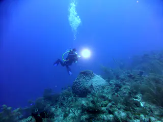 Underwater photograph by Joel Bergsma