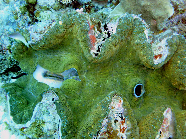 Giant Clam resting in the Ulong Channel.  Note the fish on the left side of the photo is dwarfed by the size of this clam.    "Clams feed on plankton by filter feeding. Clams filter feed by drawing in water containing food using an incurrent siphon. The food is then filtered out of the water by the gills and swept toward the mouth on a layer of mucus. The water is then expelled from the animal by an excurrent siphon." [Wikipedia.]