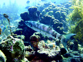 Underwater photograph by Joel Bergsma
