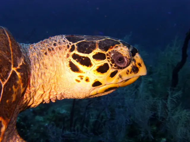Underwater photograph by Joel Bergsma