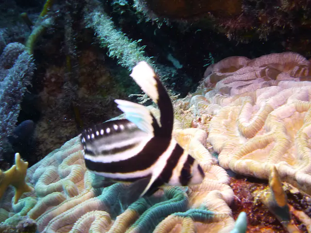 Underwater photograph by Joel Bergsma