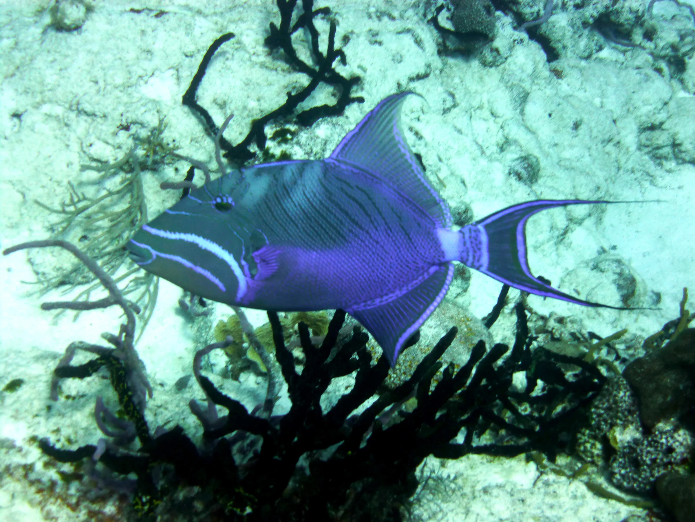 Queen Triggerfish, Cozumel, 2014