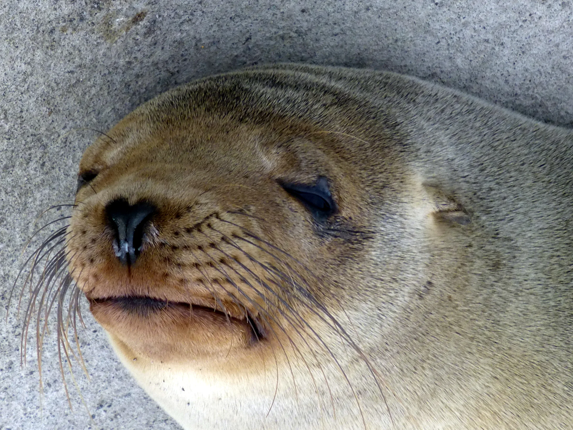 Floreana - Sea Lion on pier.