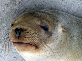 Floreana - Sea Lion on pier.